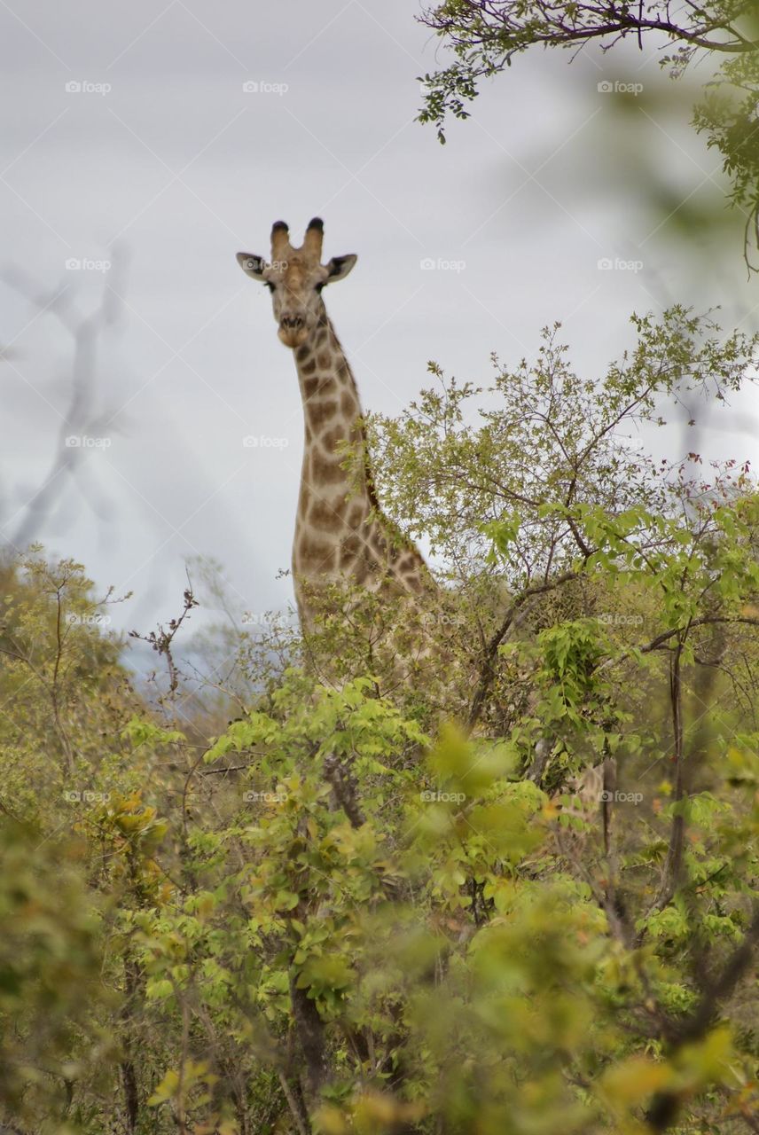 A close up shot of a giraffe 