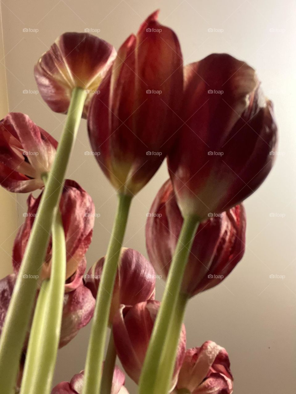 Tulip Love Part 8