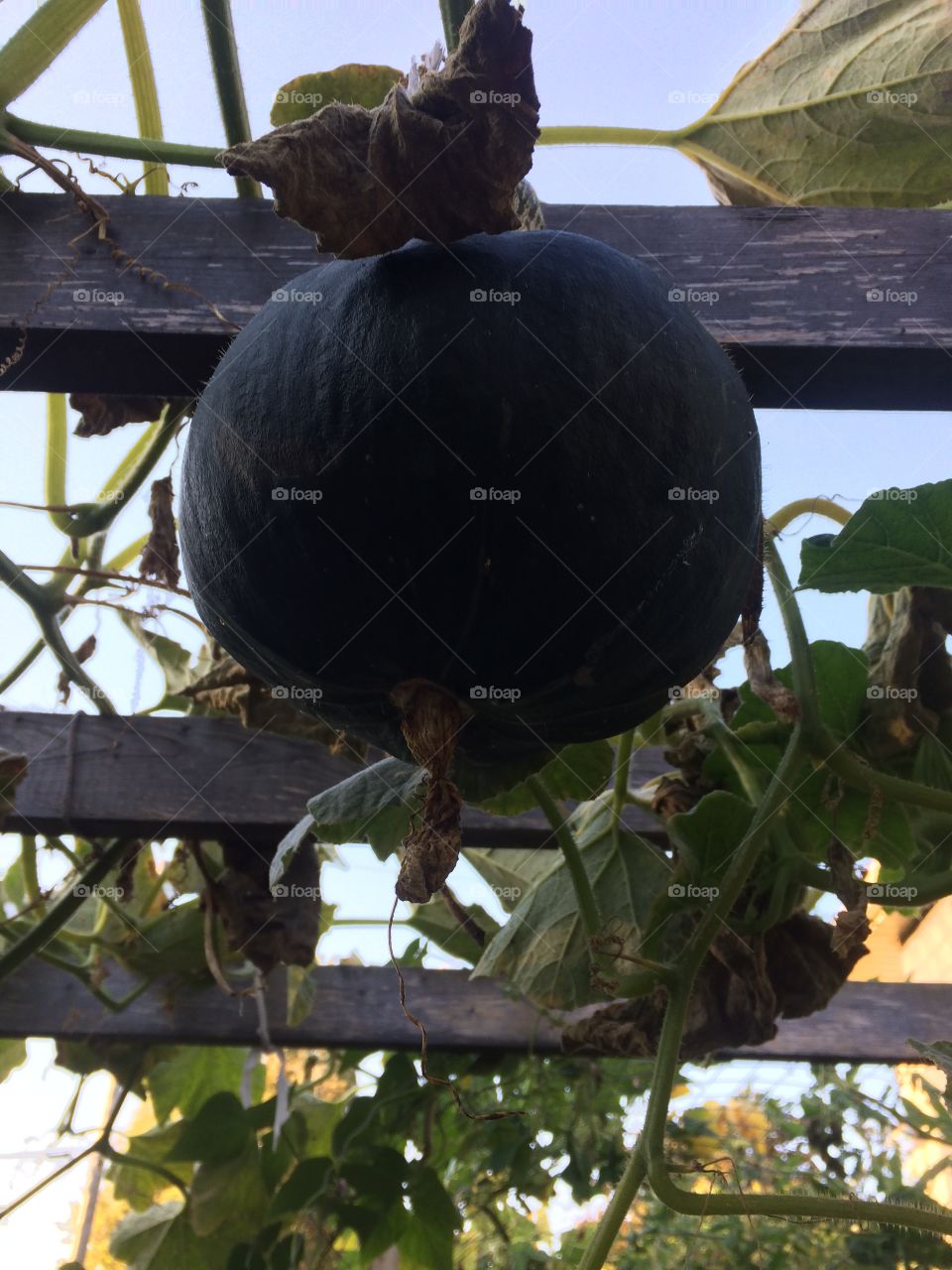 Butternut squash from the garden. So delicious!