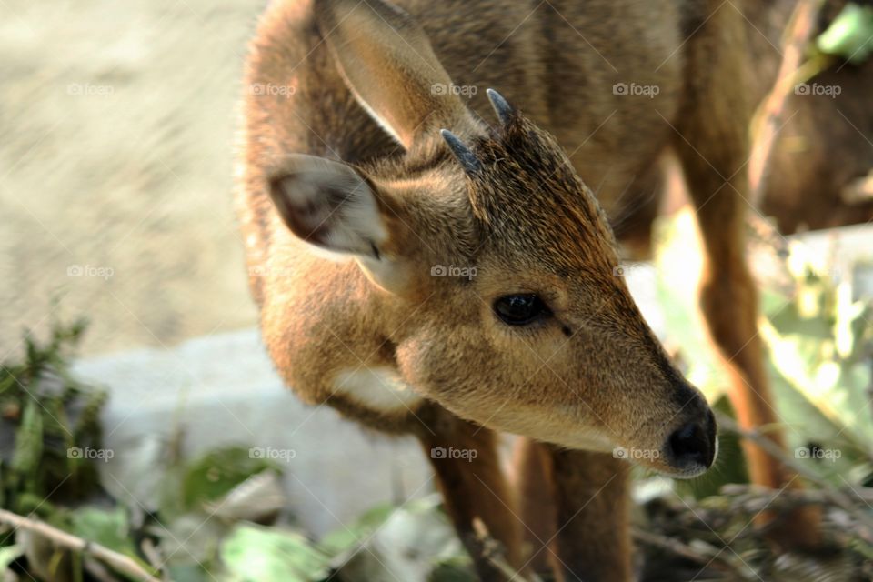 Baby deer