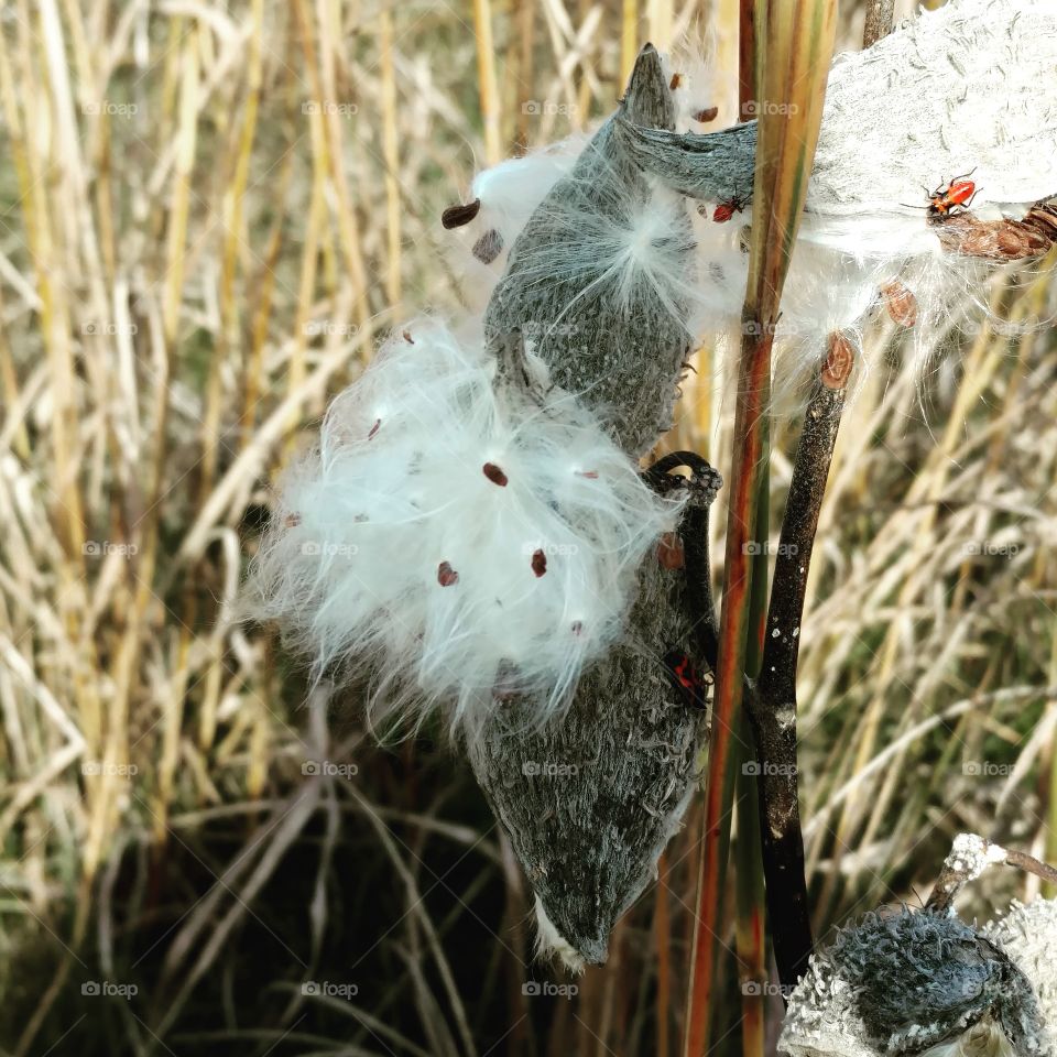 Milkweed