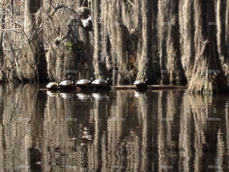 Sunning 