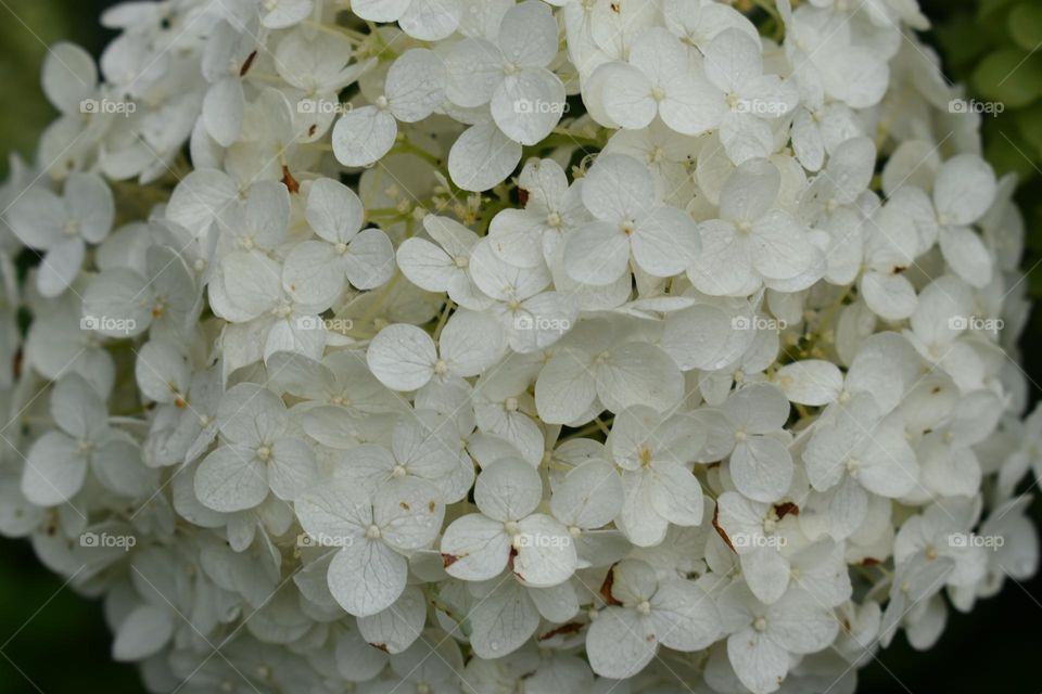 Large bundle of white flowers 