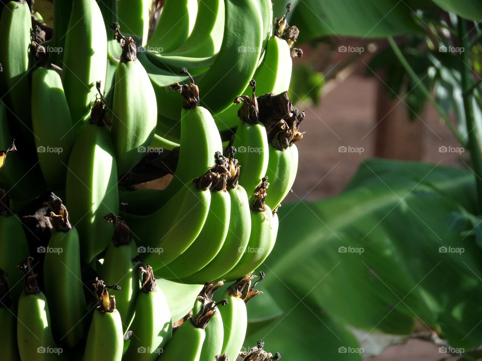 Banana Verde. Bananeiras...