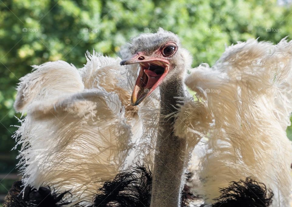 Absolutely livid looking ostrich. Yes we believe you used to be a dinosaur, please stop being terrifying!