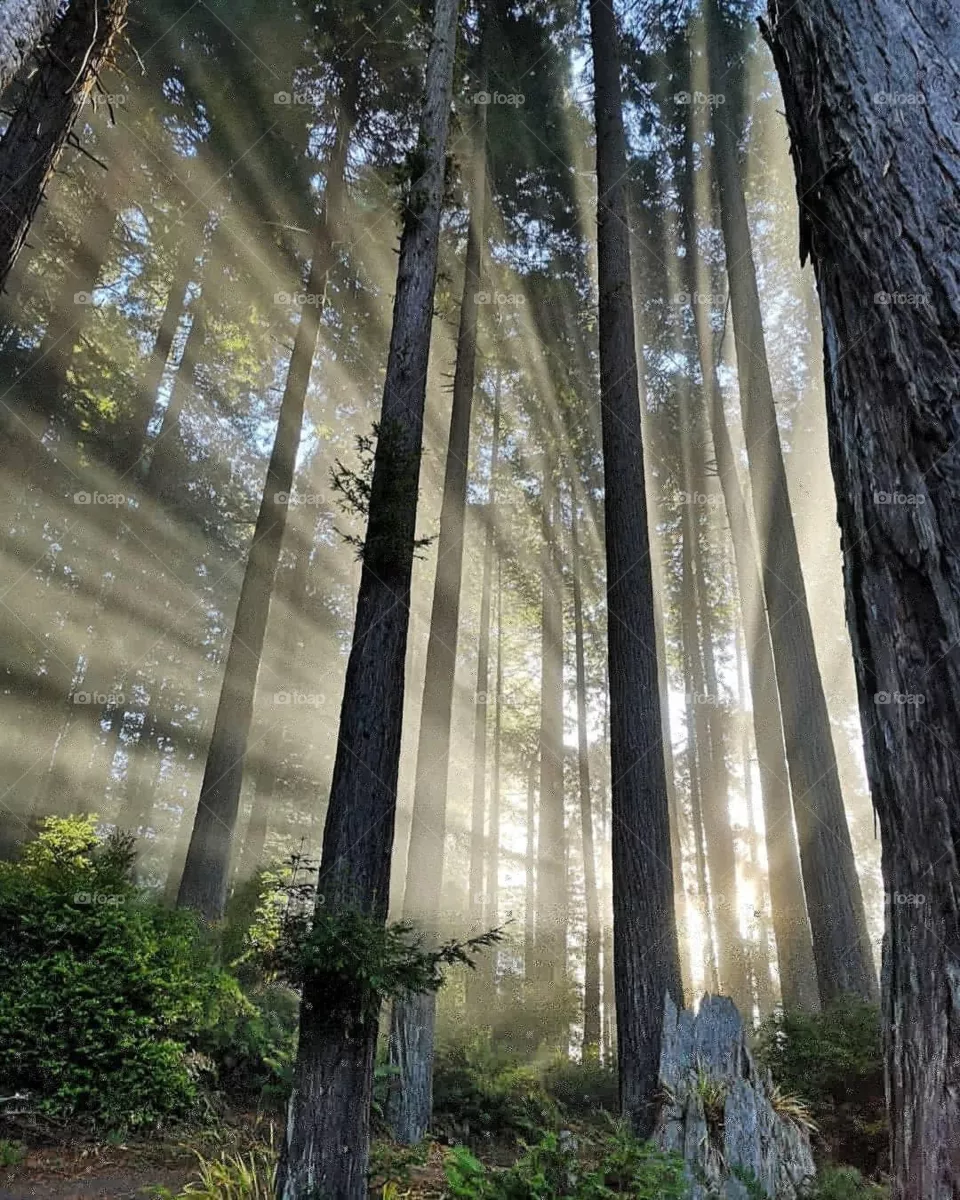 Nice trees 