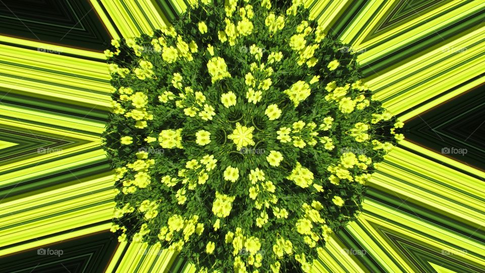 flower bed yellow flowers