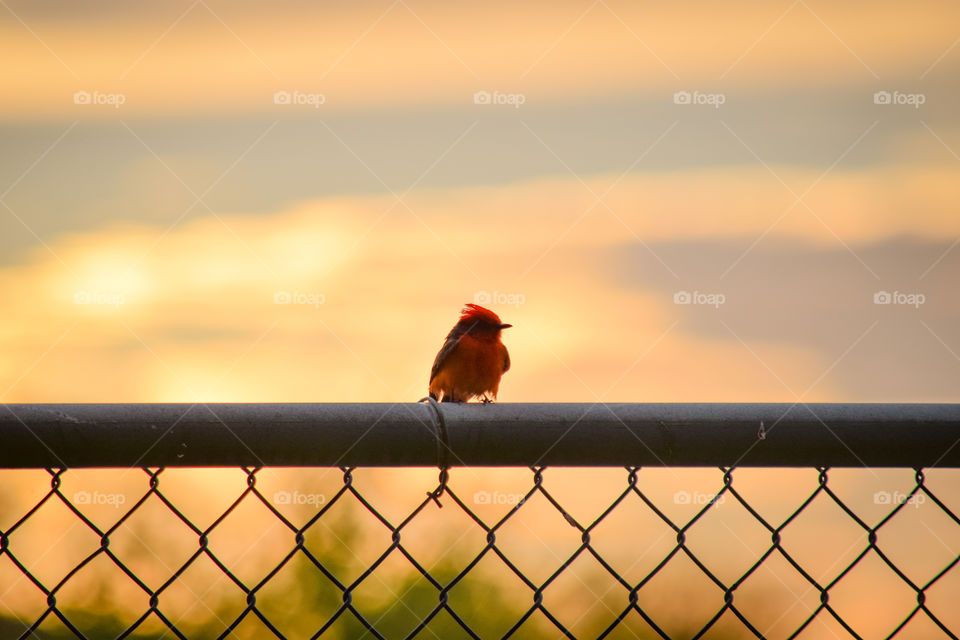 Vermillion flycatcher bird against the the golden hour 