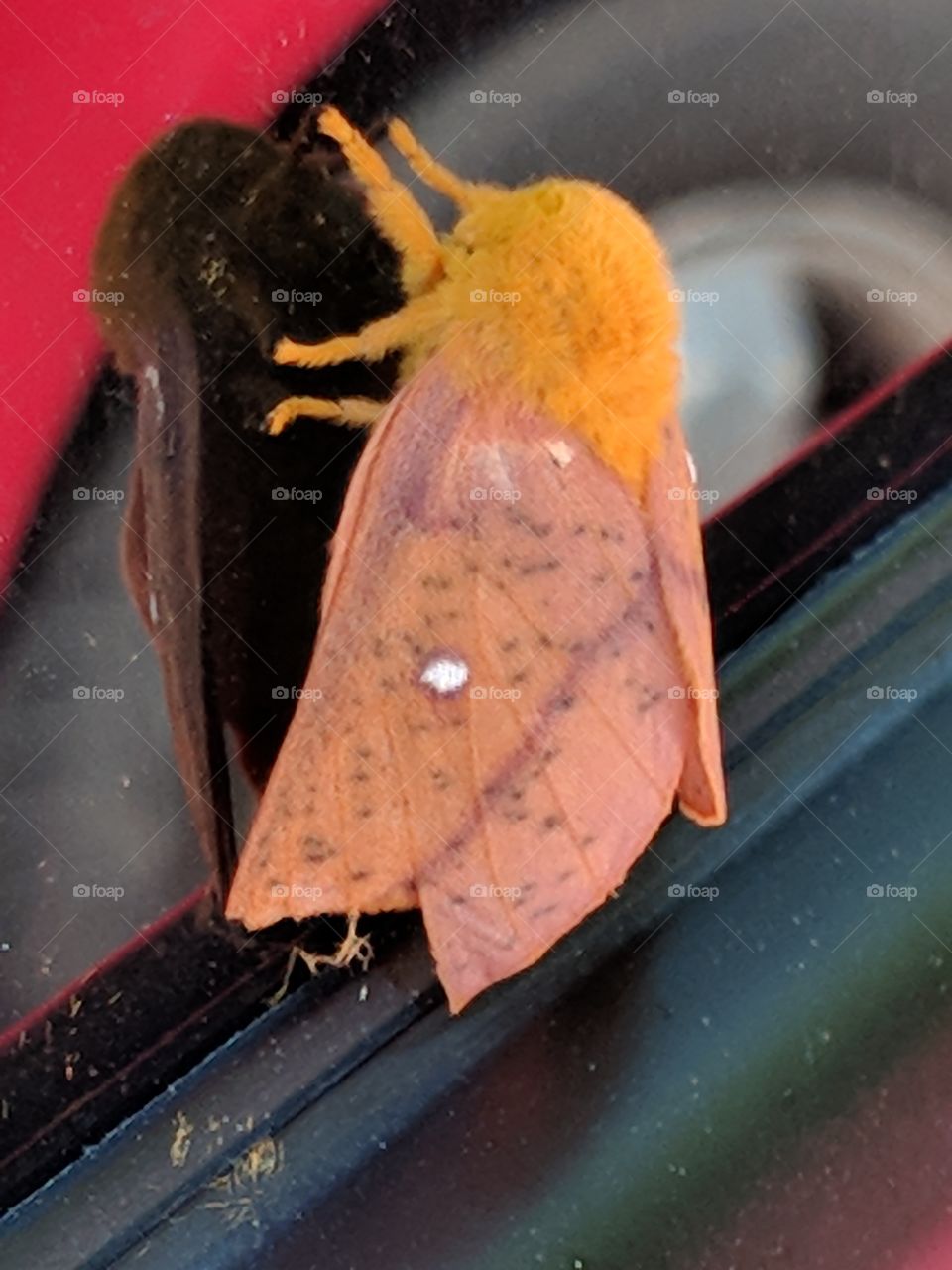 orange moth