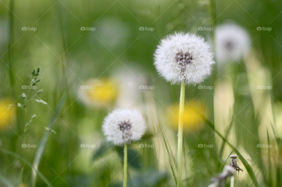 Dandelions seeds