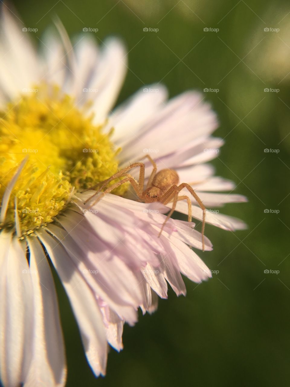 Spider lying in wait