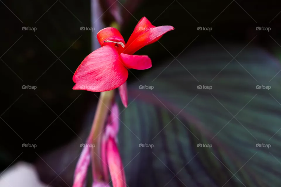 bright pink flower