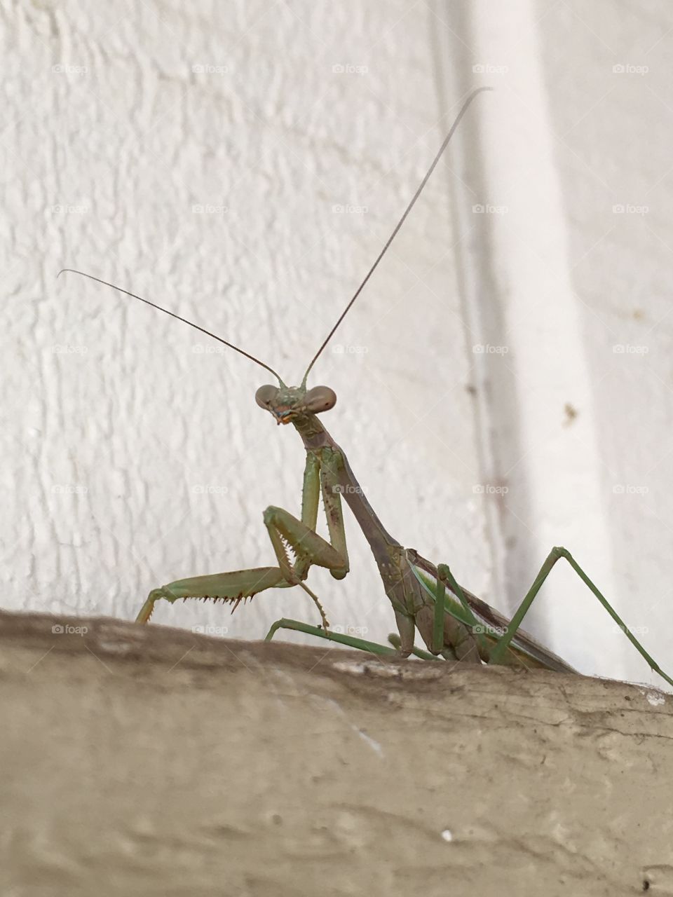 Giving you the look is this praying mantis.