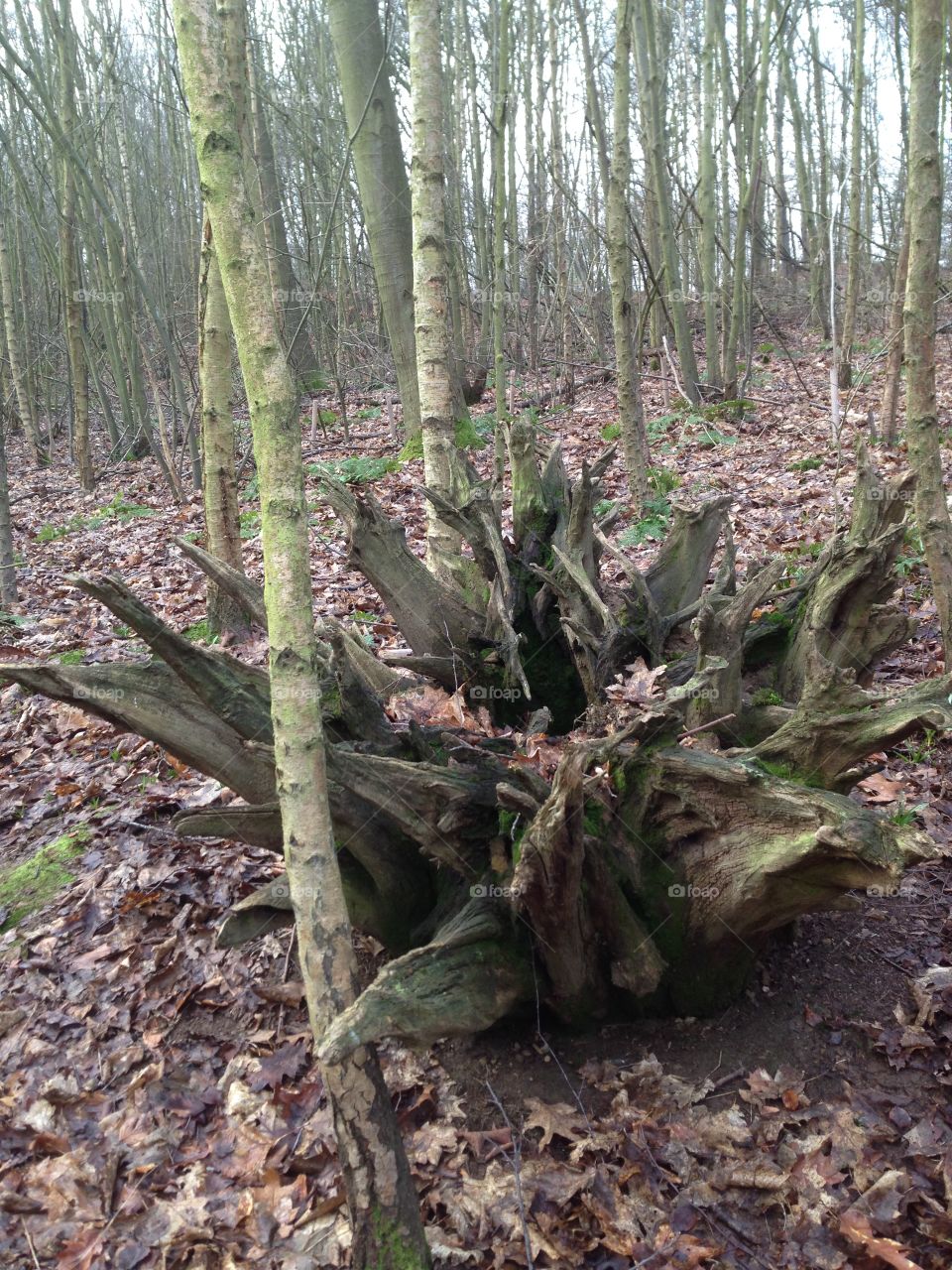 Tree stump 