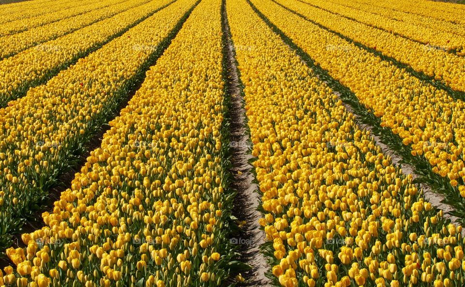 Field of yellow flowers