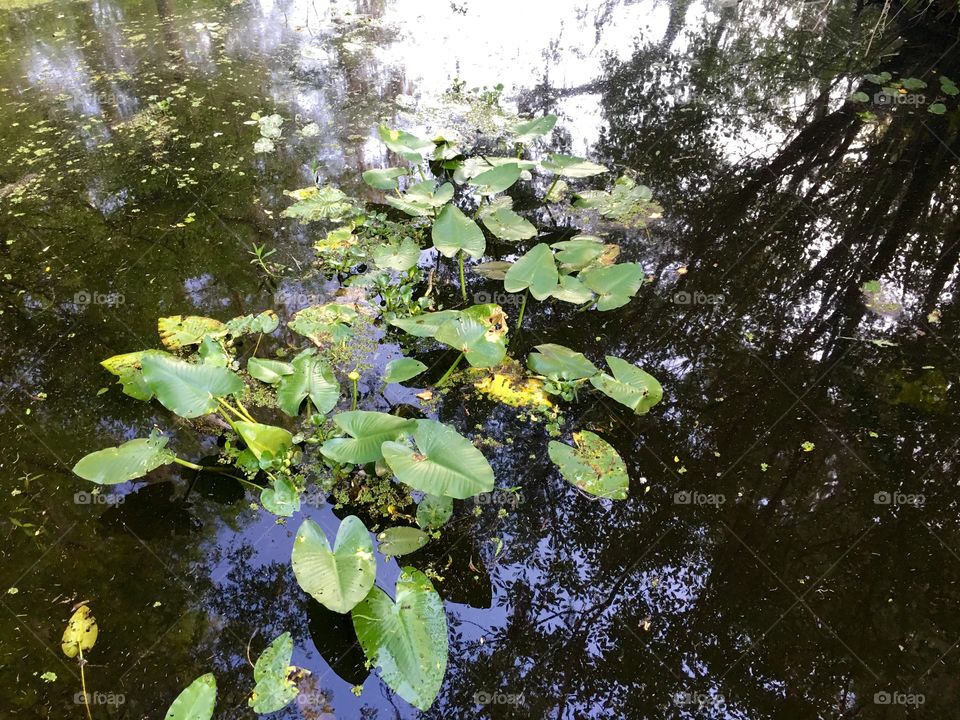 Leaf, Nature, Water, Flora, Pool