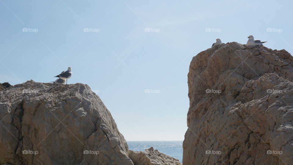 Seagulls#rocks#sky#sun#seaview