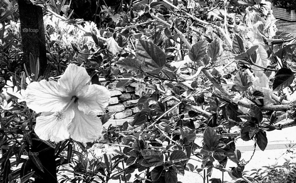 Flor sin color
