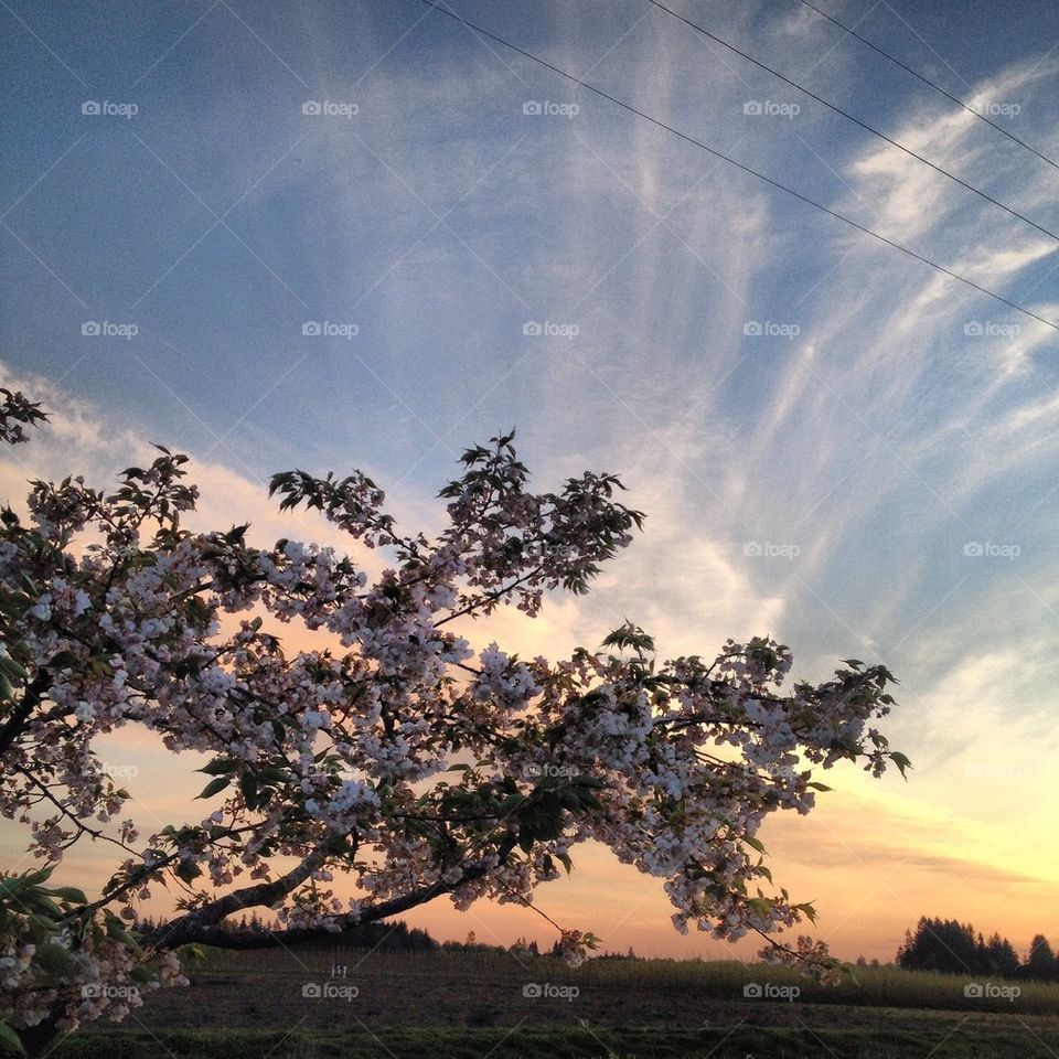 Sunset tree blossom 