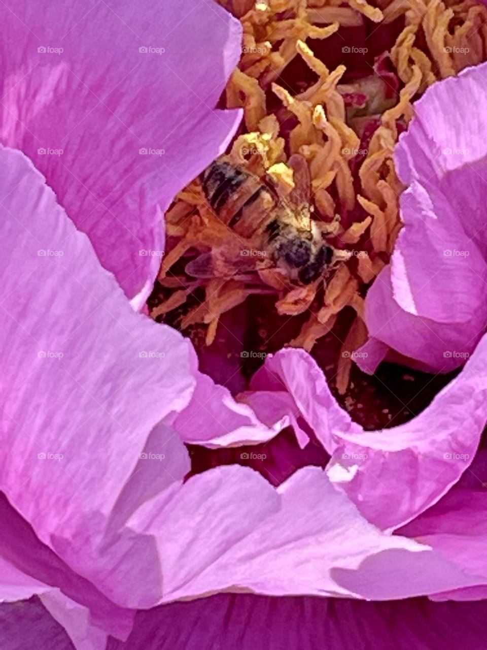 A bee gathering pollen from a beautiful pink tree peony flower. 