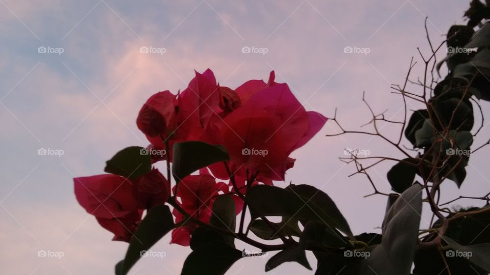 background. red flowers backgrounds with the beautiful natural sky.