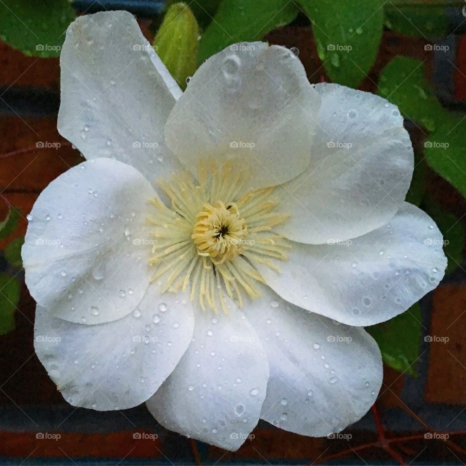 White Flower - Clematis 