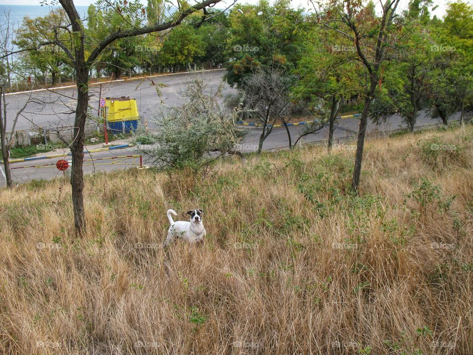 dog in the grass собака