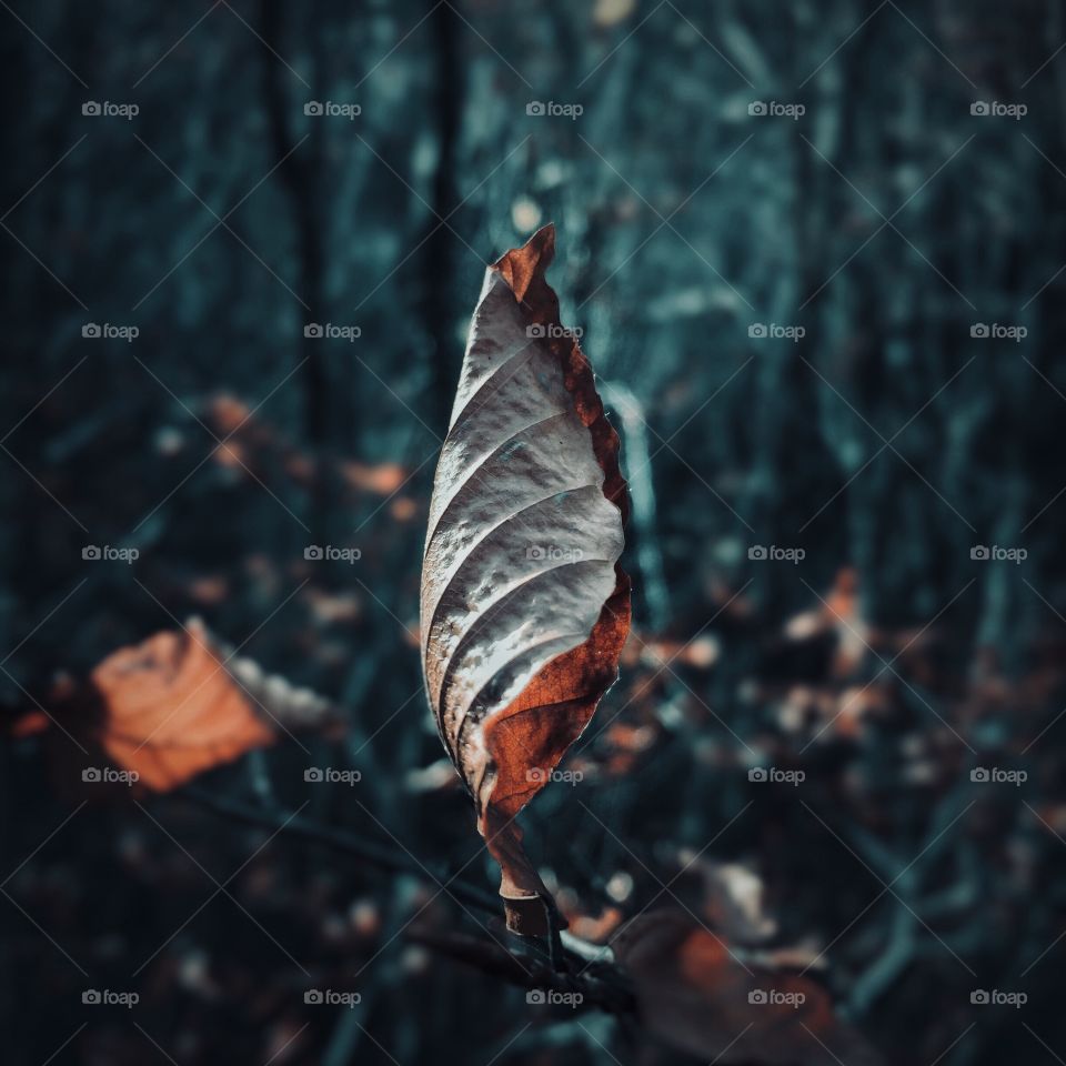 Autumn leaf