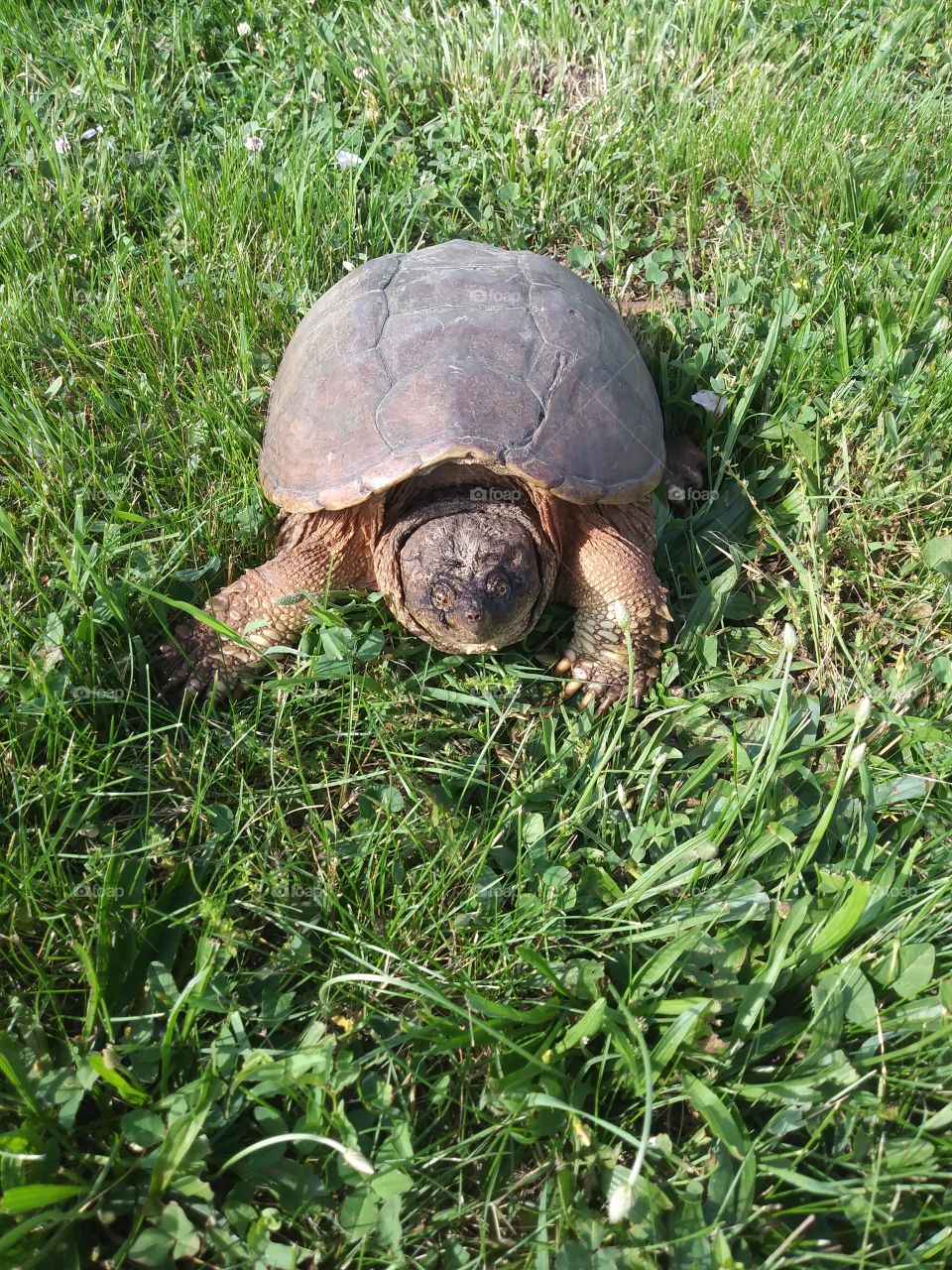 Rescued Turtle