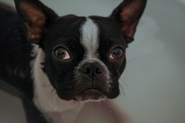 Mo