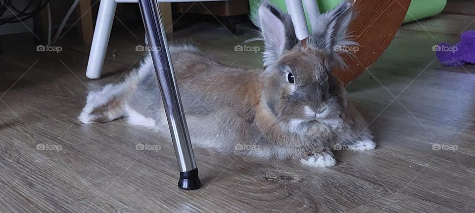 Year of the bunny. Free roaming pet rabbit. Comfortable bunny relaxing