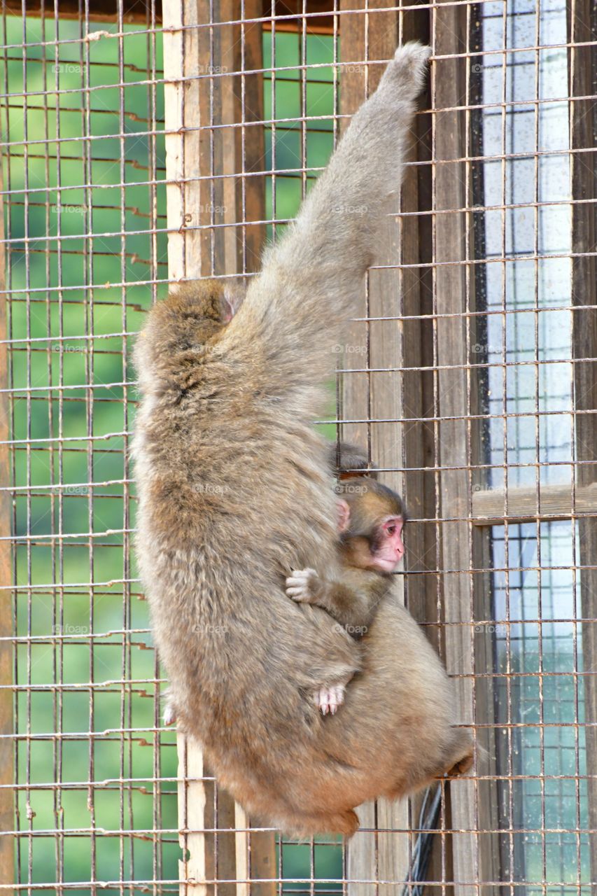 Macaque with baby