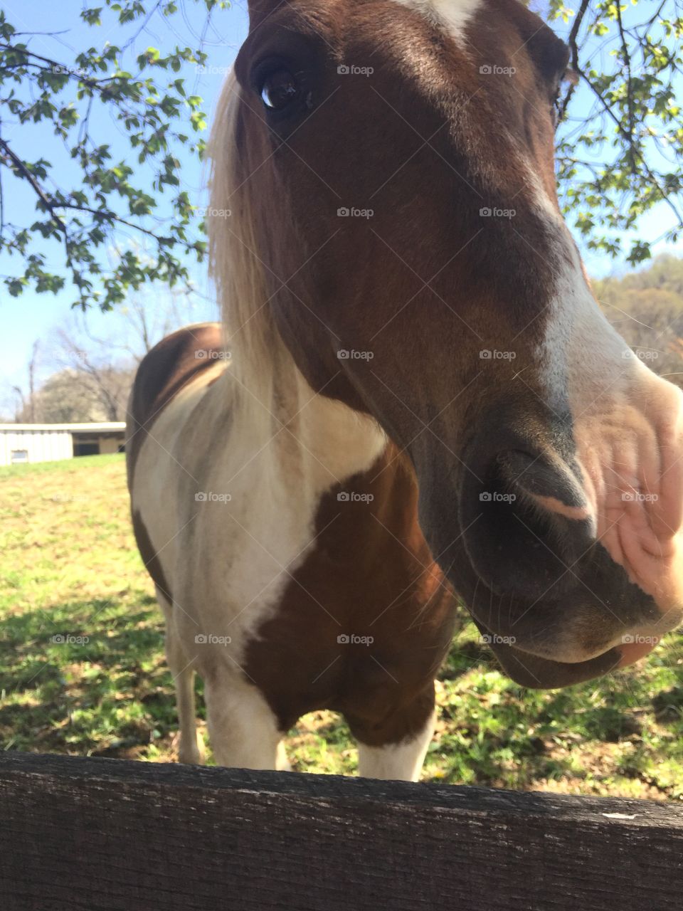 Brown and white friendly horse close up face