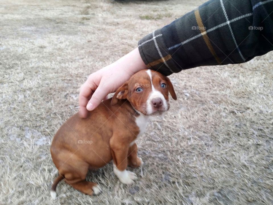 Man's hand petting a Catahoula pit bull cross with green eyes puppy in the grass in winter so sweet new member of the family, Olive.