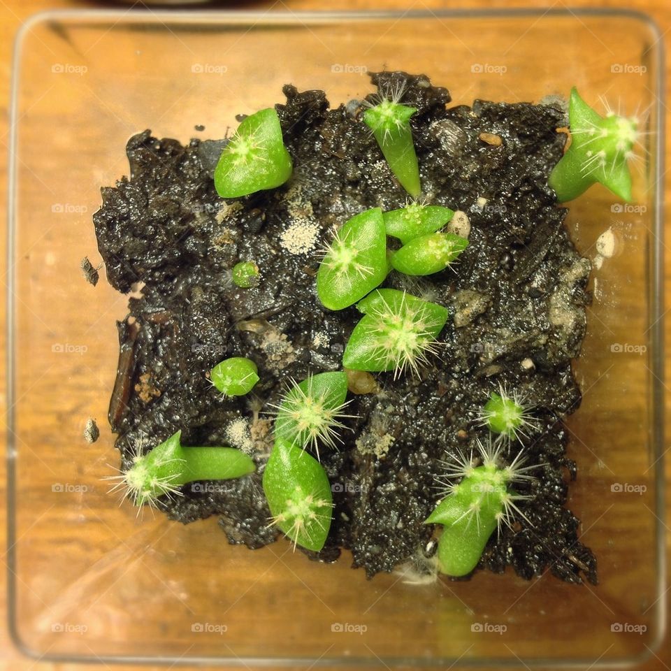 Baby cacti