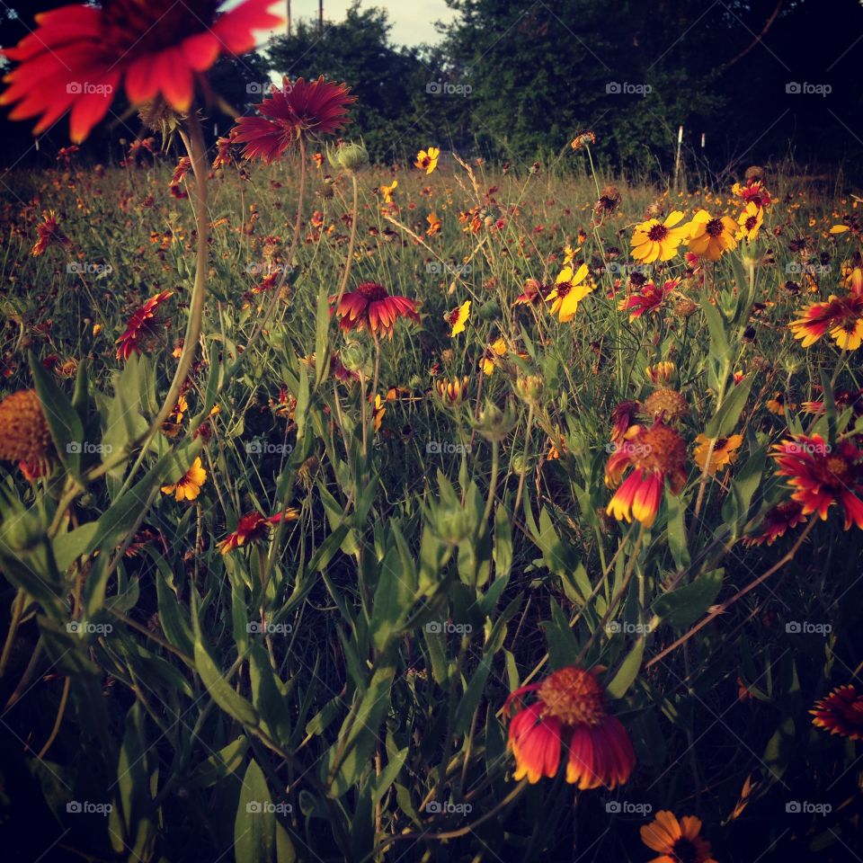 Wildflowers 