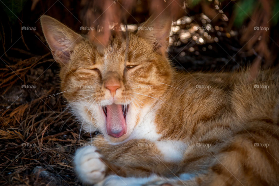 Cat meowing