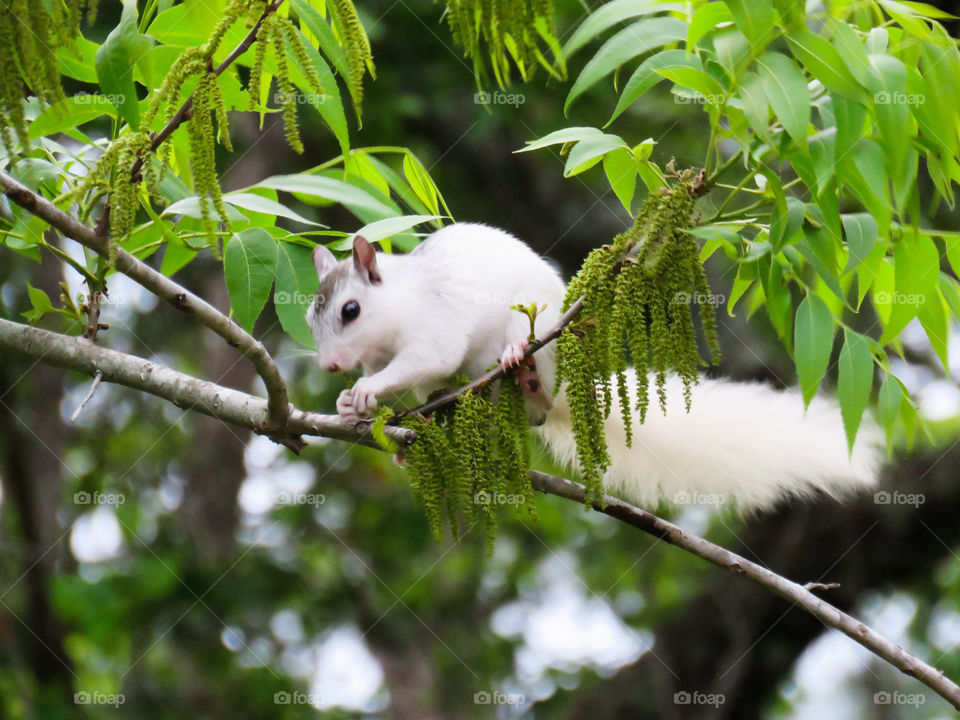 White squirrel