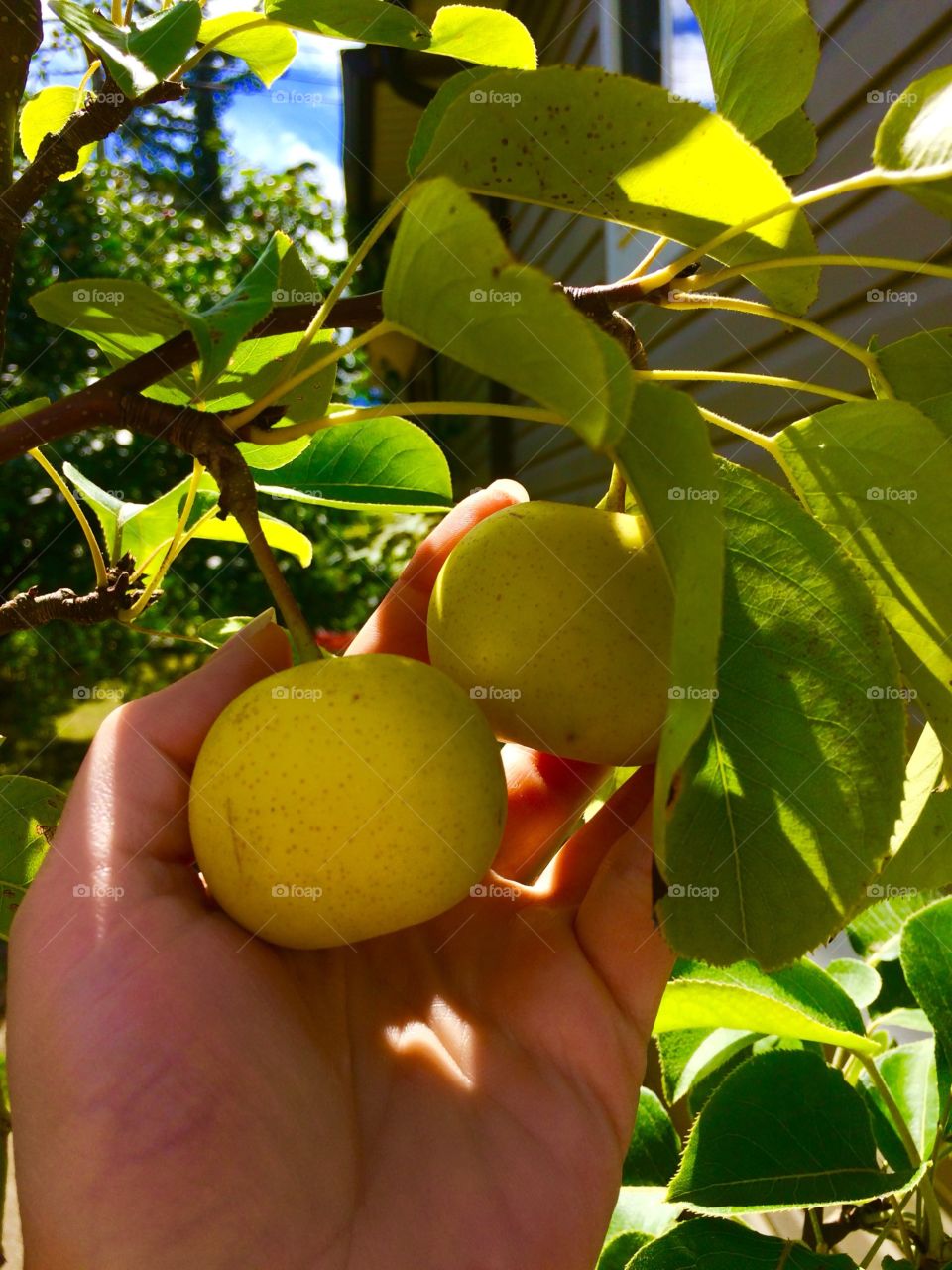 Apple-pears on the branch