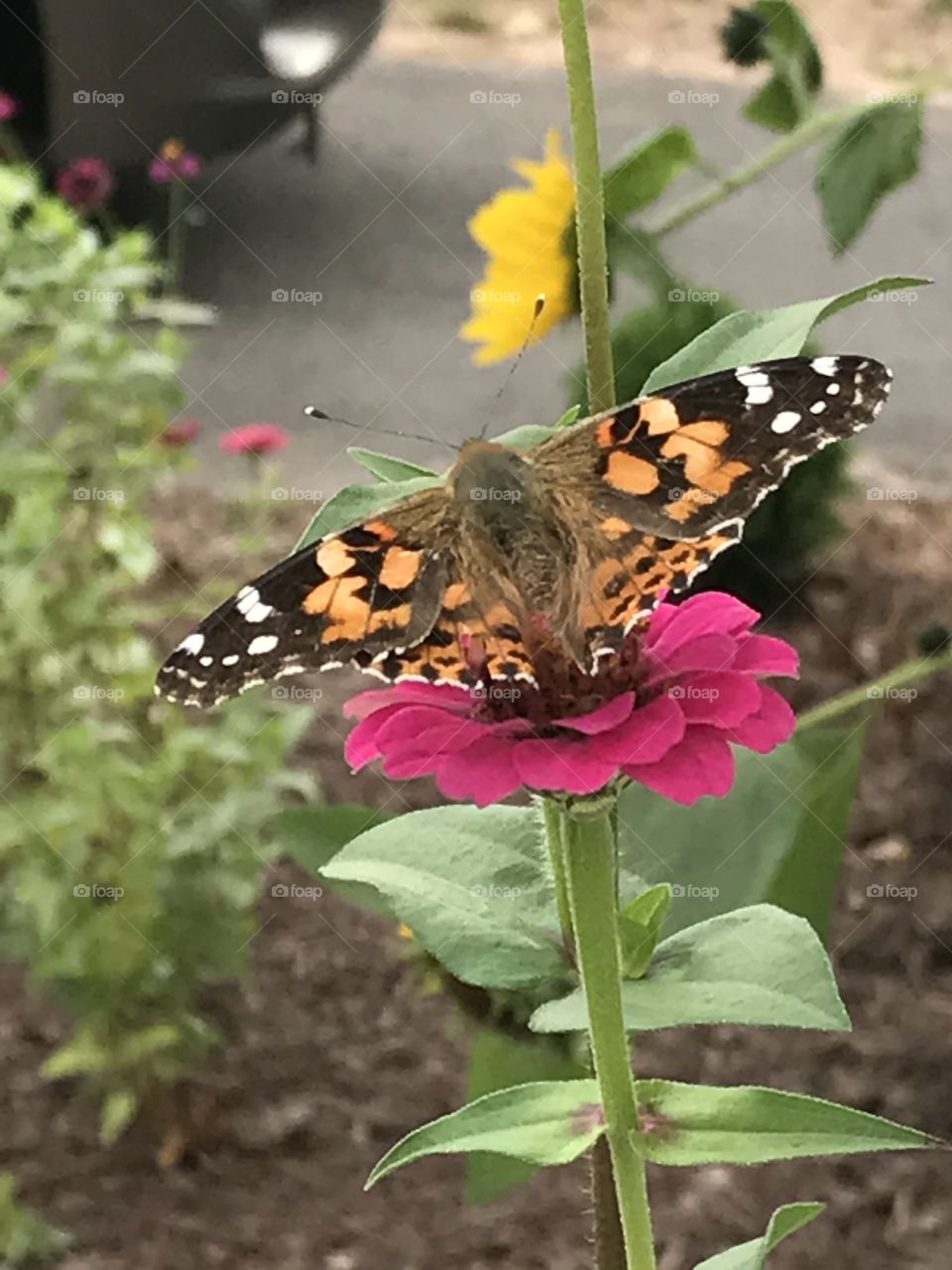 Butterfly and dahlias 
