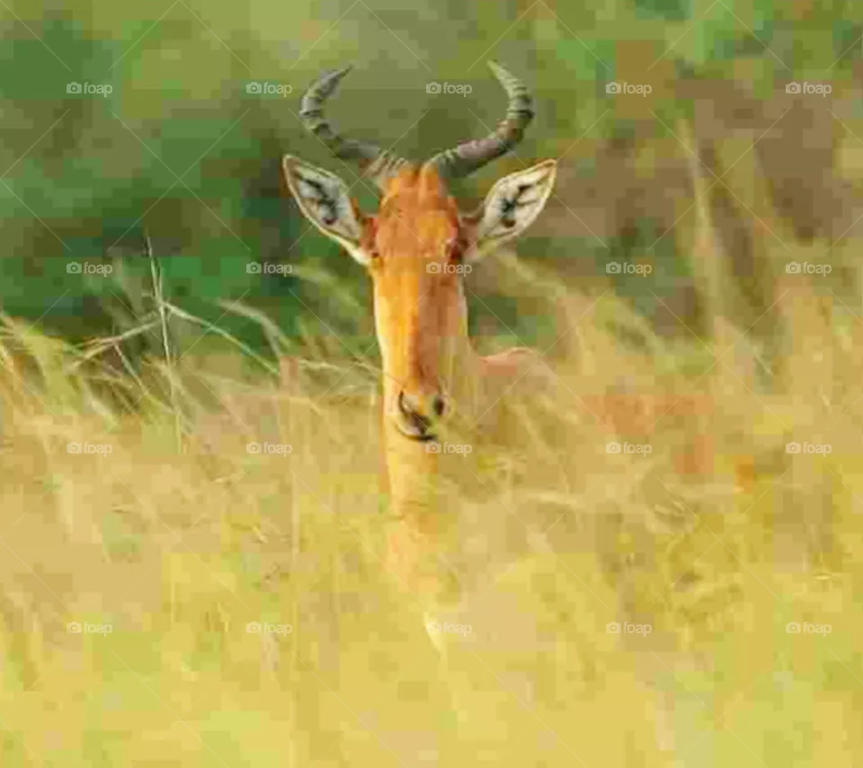 animals