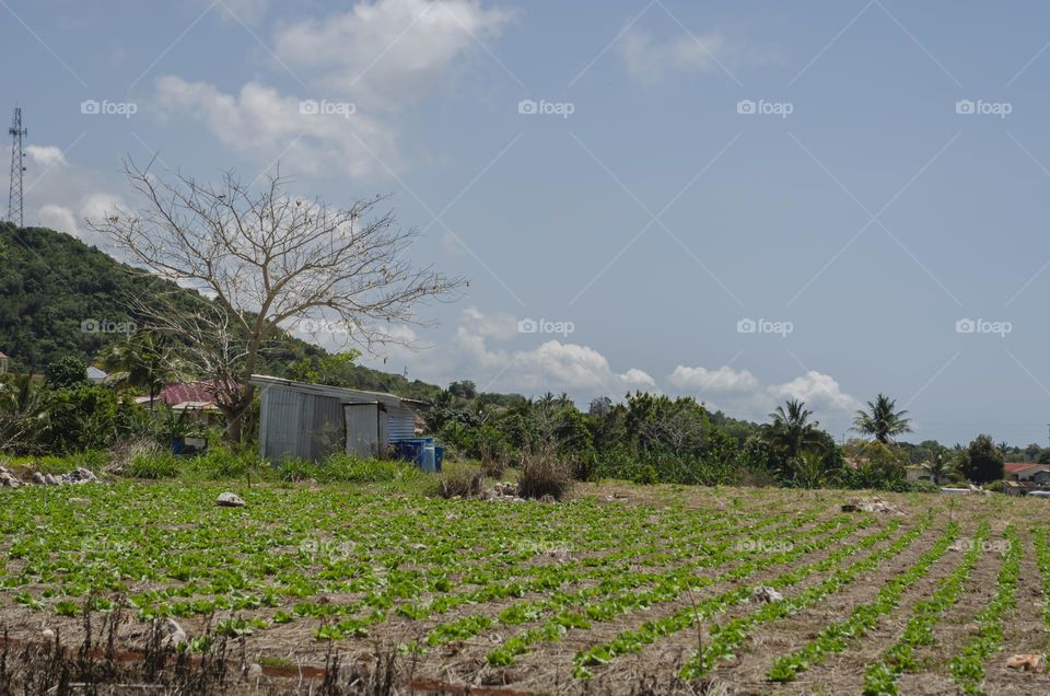 Lettuce Garden