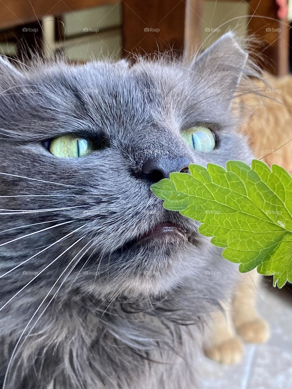 A grey cat sniffing a leaf of catnip