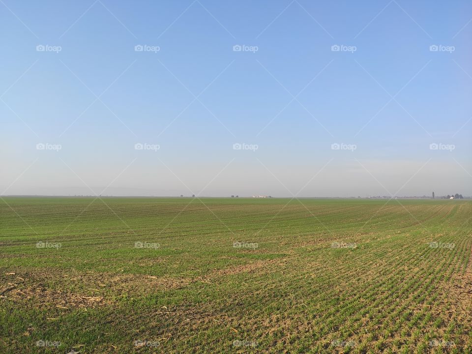 Green flat cropped field Backa Serbia