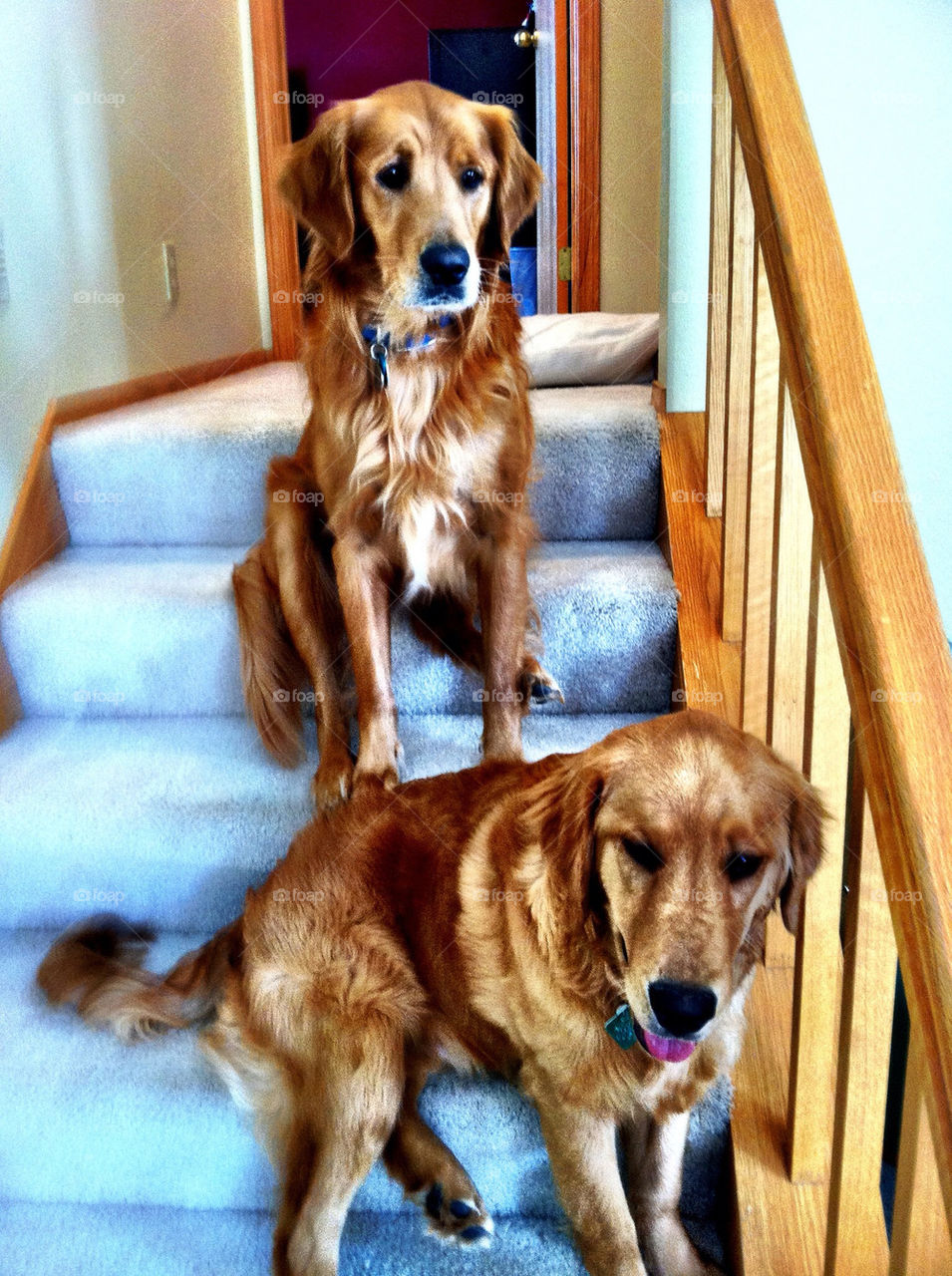 Best buds waiting for dad to come home