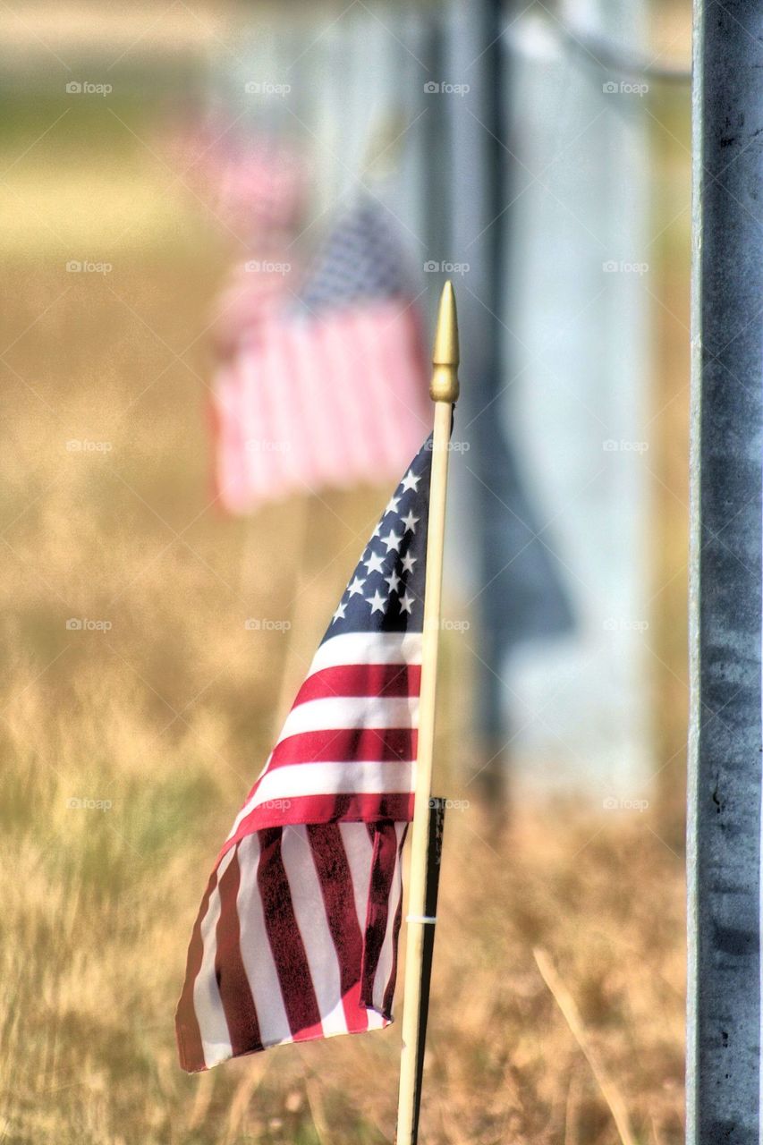 Celebrate. American Flags all in a row.