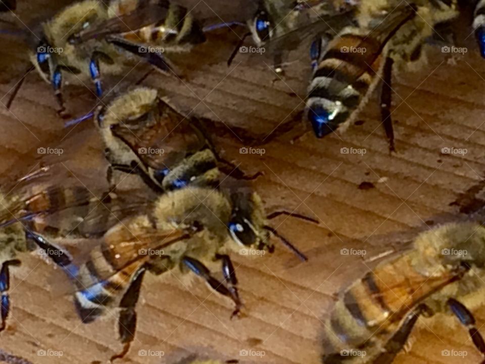 Honeybees 