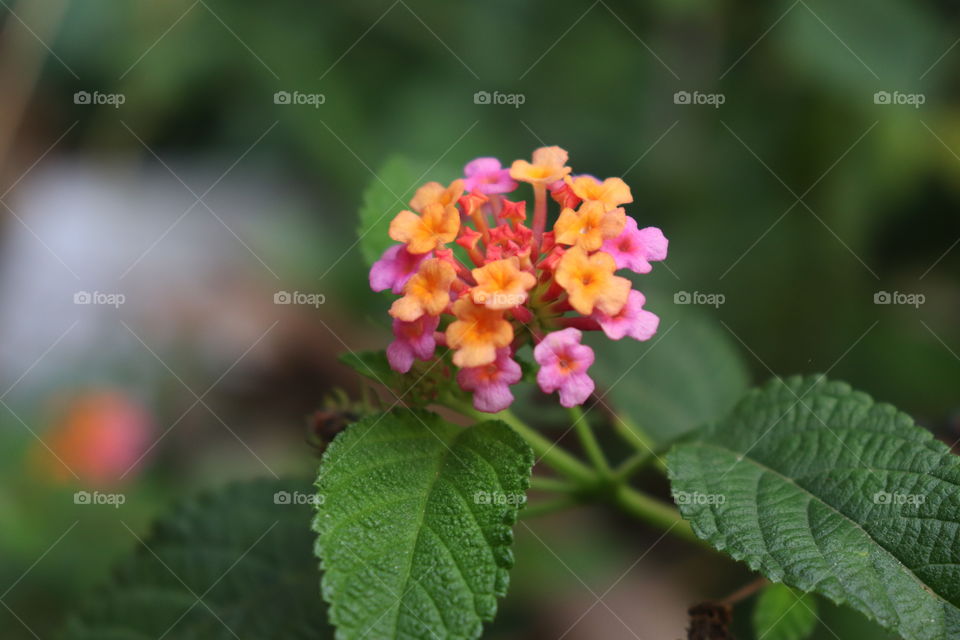 lantana the flower of three colors