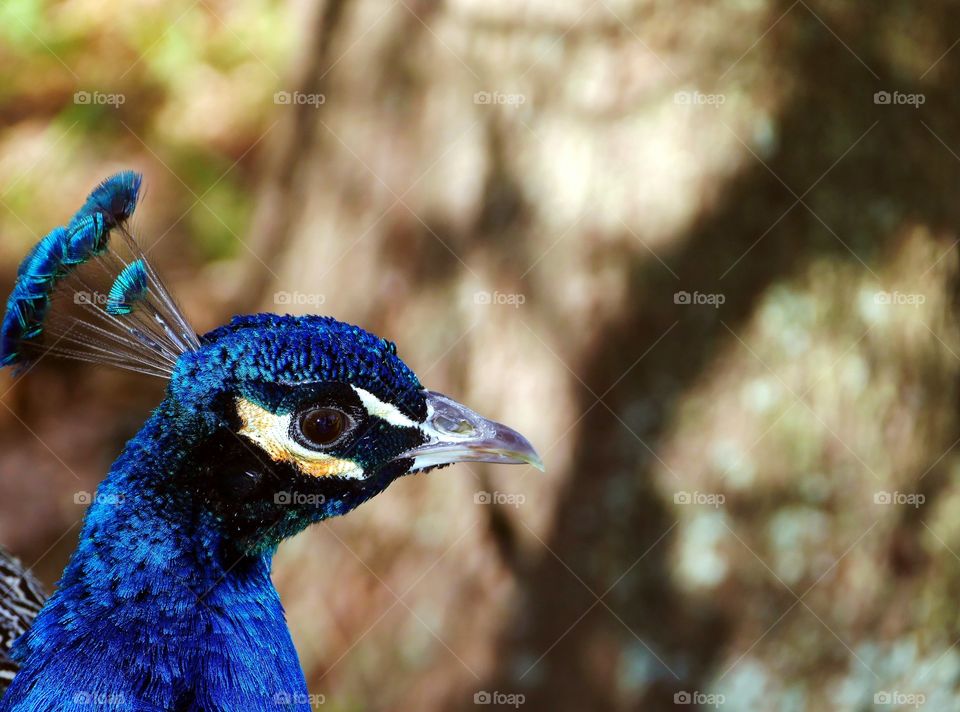 Peacock portrait.