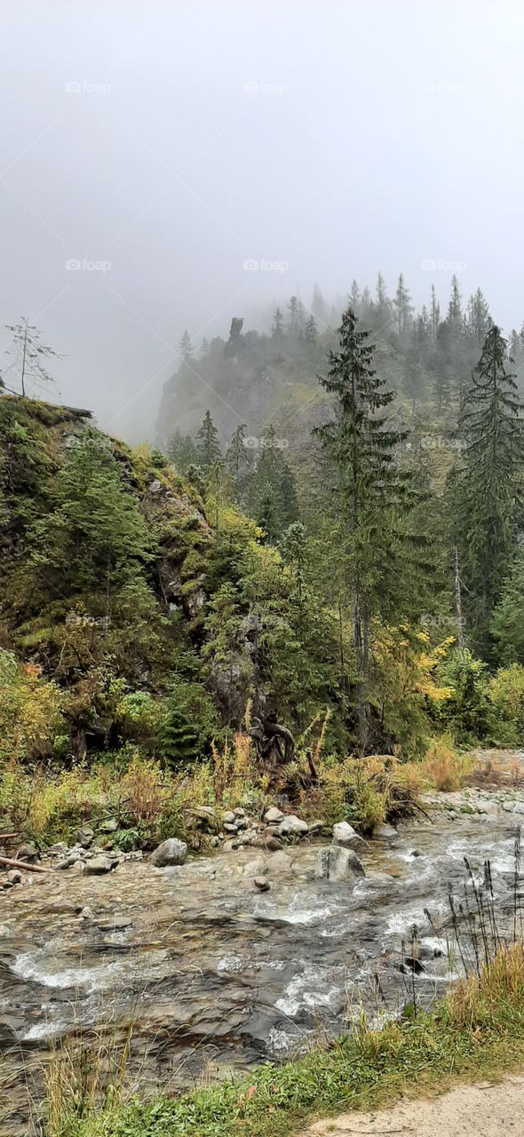 mountains in the fog